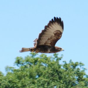 Profil droit d'une buse variable en vol. Son plumage est brun foncé avec des taches blanches sur son ventre.