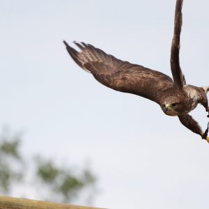 Photo d'une buse variable en vol. Sa couleur est marron.