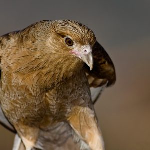 Gros plan sur un caracara chimengo vue de face. Son plumage est globalement brun/caramel. Les plumes sont bordées d'un liseré plus foncé, ce qui donne à l'oiseau un aspect légèrement moucheté.