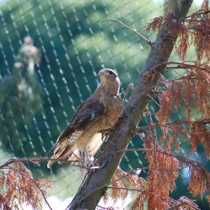 Caracara chimengo accroché au tronc d'un arbre, il regarde vers la gauche. Son plumage est globalement brun. Les plumes sont bordées d'un liseré plus clair, ce qui donne à l'oiseau un aspect légèrement moucheté.