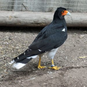 Caracara dans sa volière au sol tourné vers la droite. Son plumage est brun dessus et blanc dessous. Ses yeux sont de couleur brun foncé, le bout de son bec pointu est blanc-gris avec, tout autour, une zone caractéristique de chair nue orange vif.