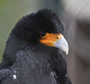 Portrait d'un caracara. Son plumage est brun/noir. Ses yeux sont de couleur brun foncé, le bout de son bec pointu est blanc-gris avec, tout autour, une zone caractéristique de chair nue orange vif.