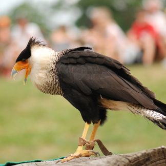 Caracara au cours d'un spectacle perché sur un tronc d'arbre. Son bec est ouvert, il se situe tourné vers la gauche.. Son plumage est brun. Ses yeux sont de couleur brun foncé, le bout de son bec pointu est blanc-gris avec, tout autour, une zone caractéristique de chair nue orange vif.