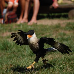 Caracara en train de courir au sol au cours d'un spectacle comme si il dansait. Son plumage est brun. Ses yeux sont de couleur brun foncé, le bout de son bec pointu est blanc-gris avec, tout autour, une zone caractéristique de chair nue orange vif.