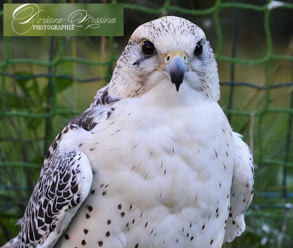 Expériences - Les Aigles du Léman