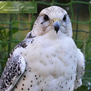 Portrait de Doriane Messina d'un faucon de gerfaut vue de face. Son plumage est blanc moucheté de noir.