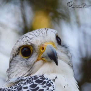 Photo gros plan prise par Doriane Messina d'un faucon de gerfaut. Ses yeux sont noirs entourés de jaune comme la base de son bec.