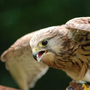 Photo d'un faucon crecerelle sur le gant de son fauconnier prêt à partir pour s'envoler, ses ailes sont presque complétement déployées.