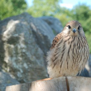 Faucon crecerelle posé sur le plat d'un tronc d'arbre sur le côté droit de la photo. Son plumage est brun-roux.