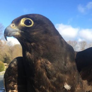 Gros plan profil gauche d'un faucon Eléonore. Son plumage est brun-noir. Son bec est gris ardoise, son œil est brun foncé cerné de jaune.