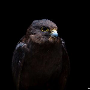 Photo de Rémi Chapeaublanc d'un faucon Eléonore pris de face. Gros plan profil gauche d'un faucon Eléonore. Son plumage est brun-noir. Son bec est gris ardoise, son œil est brun foncé cerné de jaune.