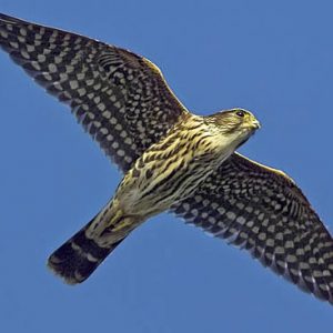 Faucon emerillon en plein vol sur fond de ciel bleu. La vue se situe sous le faucon, le dessous de ses ailes est noire et gris comme un damier.