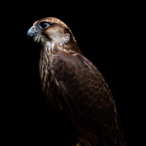 Portrait de Rémi Chapeaublanc d'un profil gauche d'un faucon lanier prise sur fond noir. Il possède une tête avec un dessus roux pâle ; un bandeau noir lui traverse horizontalement la tête ; en dessous, les joues et le cou sont blancs. Le bec est gris bleuté avec une pointe recourbée plus foncée s'approchant du noir.