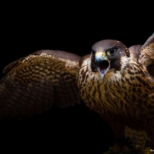 Photo de Rémi Chapeaublanc d'un faucon pèlerin pris sur la droite sur fond noir. Ses ailes sont déployées et son bec est grand ouvert. Sa tête blanche est recouverte de couleur sombre qui descend jusqu'à sa nuque et sous ses yeux. Le reste de son corps est gris bleuté, barré de noir sur la partie ventrale.