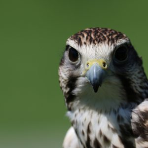 Portrait de face d'un faucon sacré. Son plumage a le dessus brun à brun grisâtre, avec des lisérés blanchâtres/roux.
