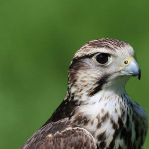 Portrait d'un faucon sacré qui regarde sur la droite. Son plumage a le dessus brun à brun grisâtre, avec des lisérés blanchâtres/roux.