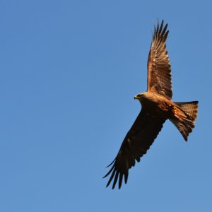 Milan noir en vol sur fond de ciel bleu. Son plumage est marron foncé.