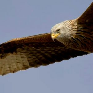 Photo d'un milan royal en vol sur fond de ciel bleu. La tête grise finement striée de noir tranche avec le reste du corps. La poitrine rousse est également striée de noir.