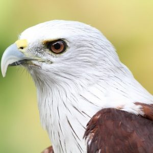 Gros plan d'un milan sacré. Sa tête est blanche barrée de fines stries verticales noires. Ses yeux sont brun sombres. Son bec est couleur corne.