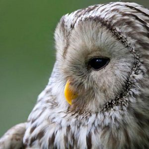 Profil gauche d'une chouette de l'Oural. Son disque facial est clair avec des yeux plus petits gris-noirs. Son plumage est gris clair avec de fortes rayures brun-noir. 
