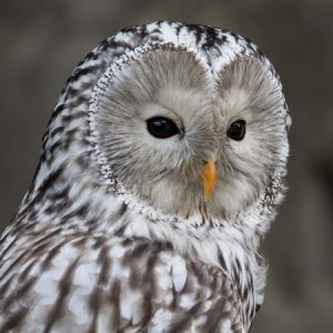 Portrait d'une chouette de l'Oural. Son disque facial est clair avec des yeux plus petits gris-noirs. Son plumage est gris clair avec de fortes rayures brun-noir.