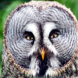 Close-up of a barn owl's head. The head is round, the beak is yellow and the yellow eyes are surrounded by several circles, called facial discs.