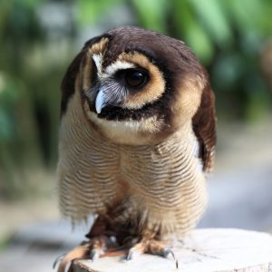 Portrait d'une chouette leptogramme vue dans son ensemble, perché sur le plat d'un tronc d'arbre. Son plumage brun barré de marron ou de noir. Ses yeux sont noir surmontés de sourcils blancs.