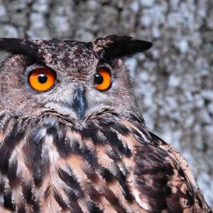 Portrait en face de la tête d'un hibou grand duc d'Europe. Ses yeux sont grands, oranges et ses aigrettes sont foncées. Son plumage est brun-roussâtre dessus, taché et rayé de brun noir.