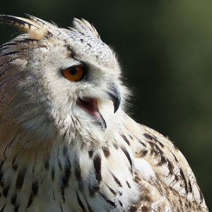 Portrait d'un hibou grand duc de Sibérie qui regarde vers la droite. Son bes est ouvert. Ses aigrettes sont longues et fines. Son plumage est blanc tacheté de noir et de doré.