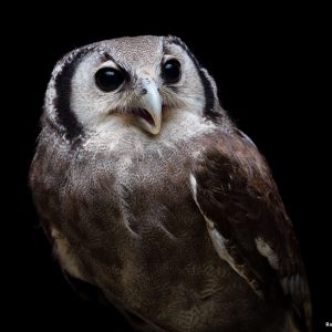 Photo portrait de Rémi Chapeaublanc d'un hibou grand duc de Verreaux sur fond noir. Son plumage est gris-brun clair avec de fines lignes blanches ondulantes. Ses yeux sont noirs.