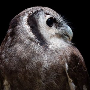 Photo profil droit de Rémi Chapeaublanc d'un hibou grand duc de Verreaux sur fond noir. Son plumage est gris-brun clair avec de fines lignes blanches ondulantes. Ses yeux sont noirs.