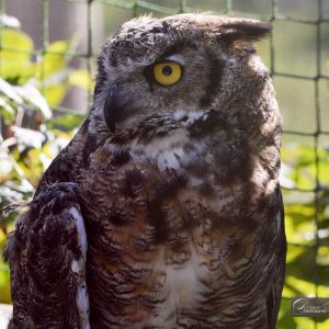 Portrait d'un grand duc de Virginie qui regarde vers la gauche. Ses yeux sont jaunes, ses aigrettes sont couchées vers l'arrière. Son plumage est gris tacheté de marron clair et de blanc.