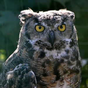 gros plan sur un hibou grand duc de Virginie. Ses Yeux sont jaunes. Son plumage est gris tacheté de marron clair et de blanc. Ses aigrettes sont pliées vers l'arrière.