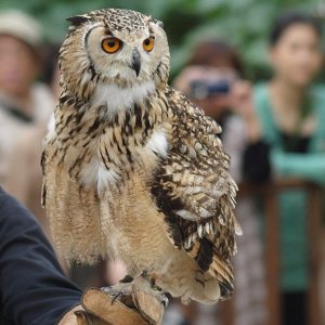 Hibou grand duc sur le gant de son fauconnier. Il regarde vers la droite. Son plumage est doré, tacheté de marron foncé et clair. Ses yeux sont oranges et ses aigrettes sont en arrières.