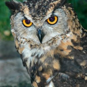 Portrait of a Cape screech owl from the front. His eyes are golden orange. Its plumage is brown, yellow-orange and white.