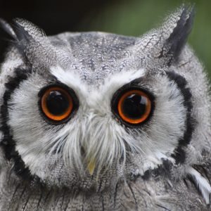 Gros plan sur la tête d'un hibou petit duc à fac blanche. Ses aigrettes sont allongées avec des pointes sombres. Ses yeux sont gros, ronds et oranges. Son bec est caché par des plumes qui le recouvrent.