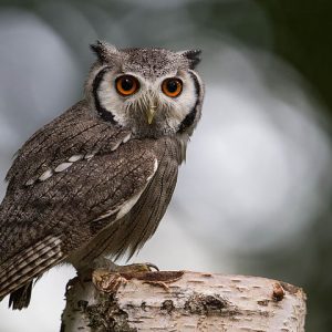 Petit duc à face blanche perché sur un tronc. Ses yeux sont gros et oranges. Son plumage est de couleur gris-brun pâle avec de nombreuses stries et quelques vermiculures foncées.