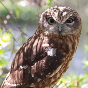 Portrait ninox d'Australie positionné vers la droite. Son regard est en face. Sa couleur est marron et marron clair.