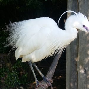 Aigrette garzette perché sur une branche. Son plumage est blanc immaculé, elle a une grande plume sur sa tête. La base de son bec est de couleur rose mauve.