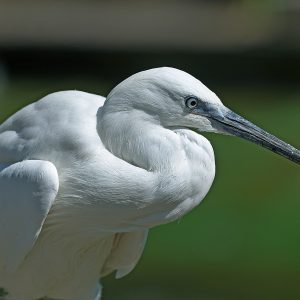 Aigrette garzette perché sur une branche. Son plumage est blanc immaculé. Son bec est de gris.