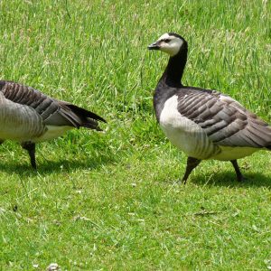 Couple de bernache nonette dans l'herbe bien verte. Son plumage est  gris argenté pâle et noir, le cou et la poitrine sont noirs contrastant fortement sur les parties inférieures blanches