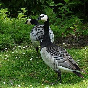 Couple de bernache nonette. Son plumage est gris argenté pâle et noir, le cou et la poitrine sont noirs contrastant fortement sur les parties inférieures blanches.