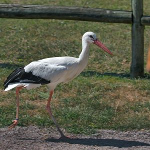 Cigogne blanche. Son plumage est blanc, sa queue est noire sur le dessus. Son bec est long et de couleur rouge.