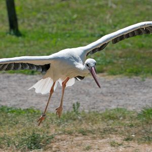 Cigogne blanche en vol. Son plumage est blanc, sa queue est noire sur le dessus. Son bec est long et de couleur rouge.