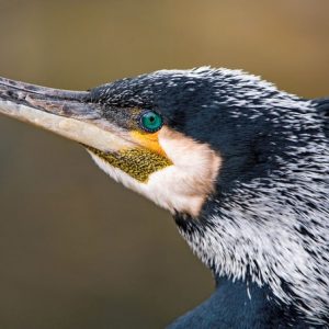 Gros plan sur la tête d'un grand cormoran. Son œil est couleur émeraude, il y a de la couleur jaune sous son œil. Sa tête est noir parsemé de blanc, son bec est long et crochu.