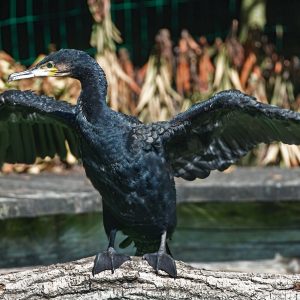 Grand cormoran sur un arbre, ses ailes sont déployées. Il est de couleur noir avec des reflets bleutés et ses pattes  palmées sont noires aussi.