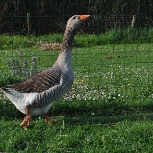 Oie de Toulouse dans son enclos. Son plumage de couleur gris et blanc..