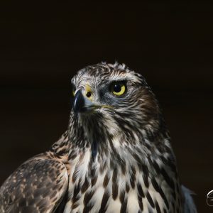 Photo de Doriane Messina d'un autour des palombes. Son plumage est bleu-gris sur le dessus et strié de gris sur le dessous.