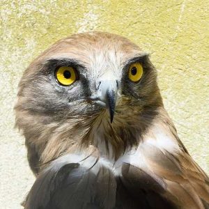 gros plan sur un circaete jean le blanc.Ses yeux sont jaunes vifs et sa tête est couleur brun clair.