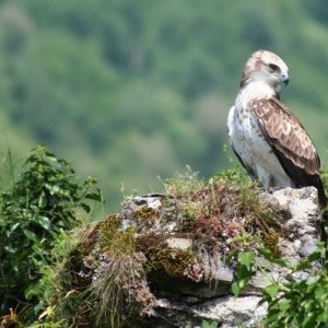 Circaete jean le blanc en pleine nature sur un rocher. Il est sur la droite. Les parties supérieures sont brunes et le dessous blanc, avec la tête et le haut de la poitrine brun foncé.